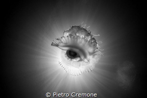 EYE IN THE SKY - A jellyfish shot in a particular angle r... by Pietro Cremone 